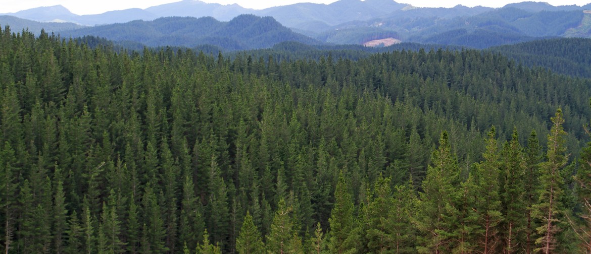 From Forest to Future: Building Towards Sustainability
