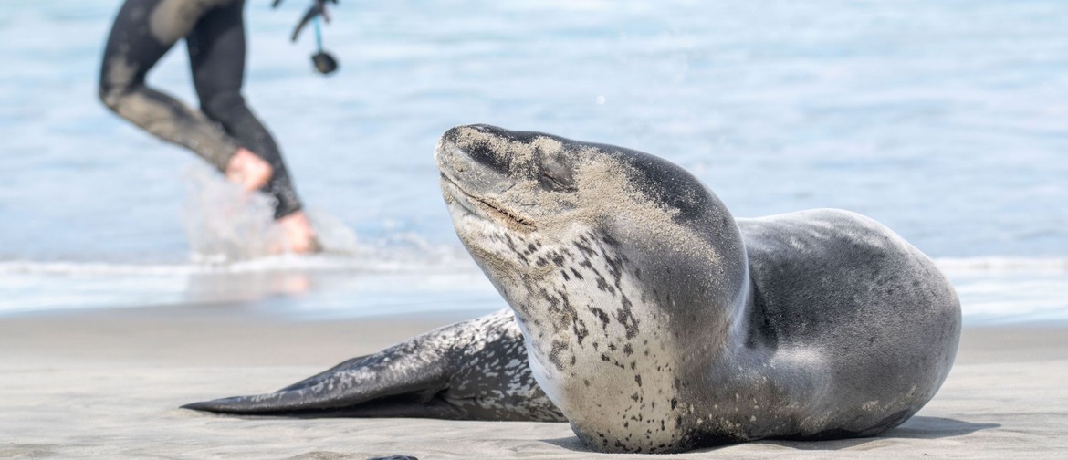 Thirst for Knowledge: Living with Leopard seals