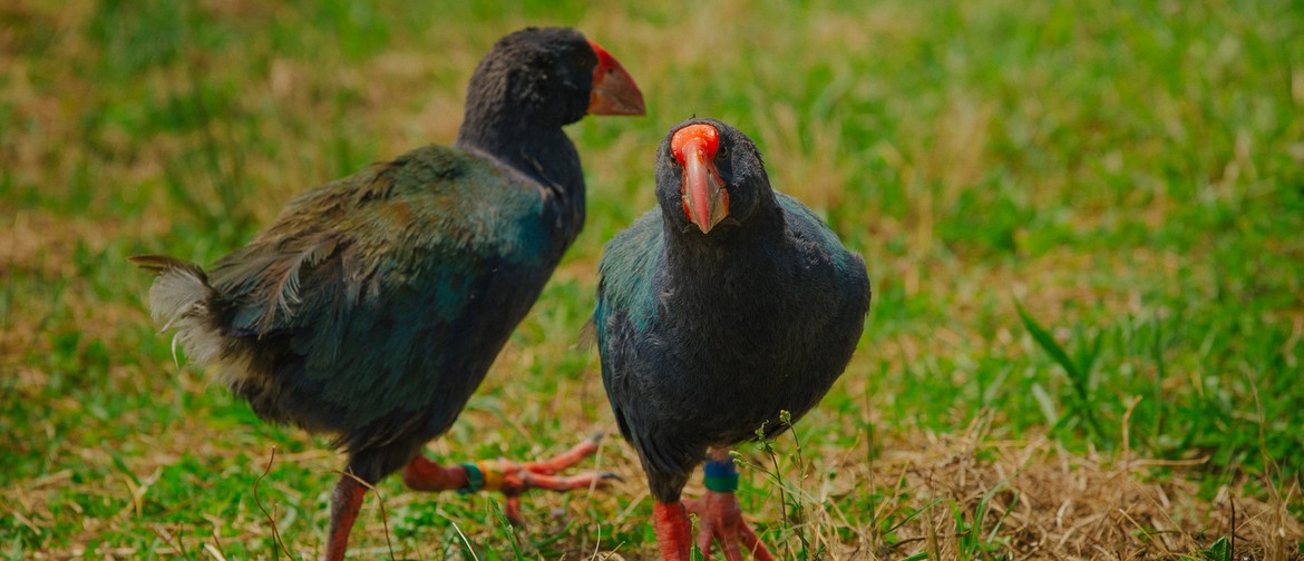 Celebrating 75 Years of Takahē Recovery