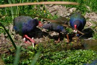 Image for event: Secrets of the Tautari Wetland