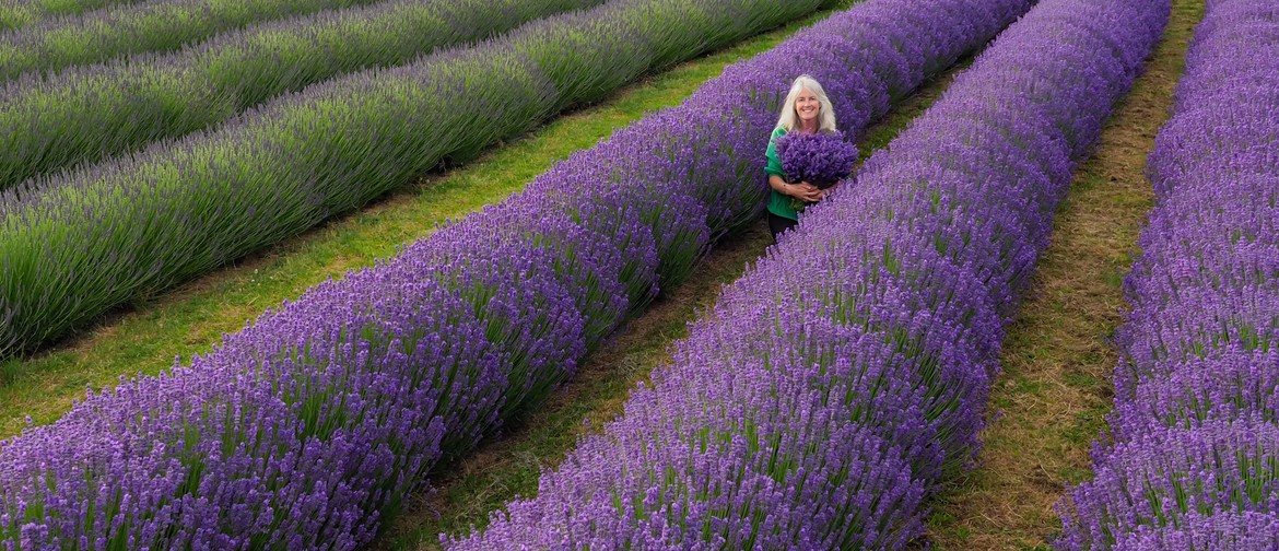 Pick Your Own Lavender - 1st & 2nd January 2024