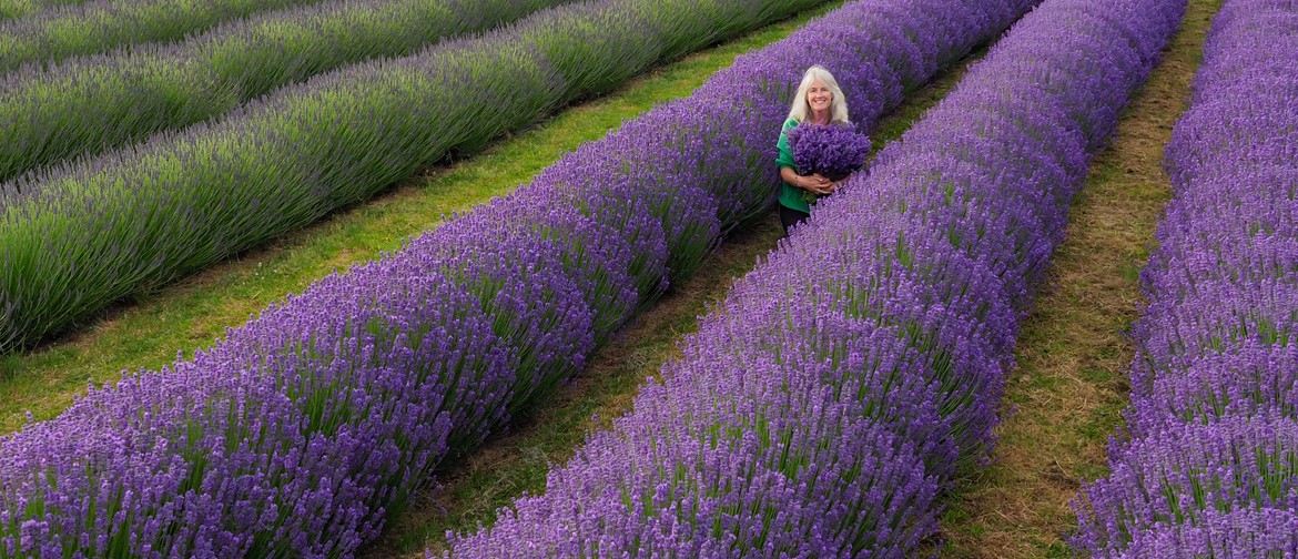 Pick Your Own Lavender