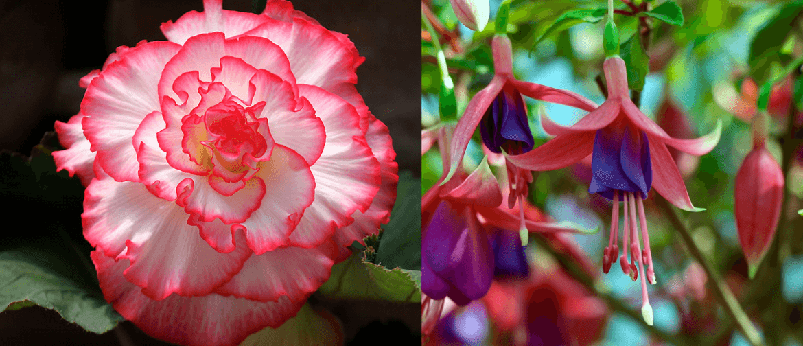 begonia and fuchsia image