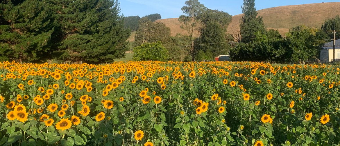 Ditey Sunflowers Open Day