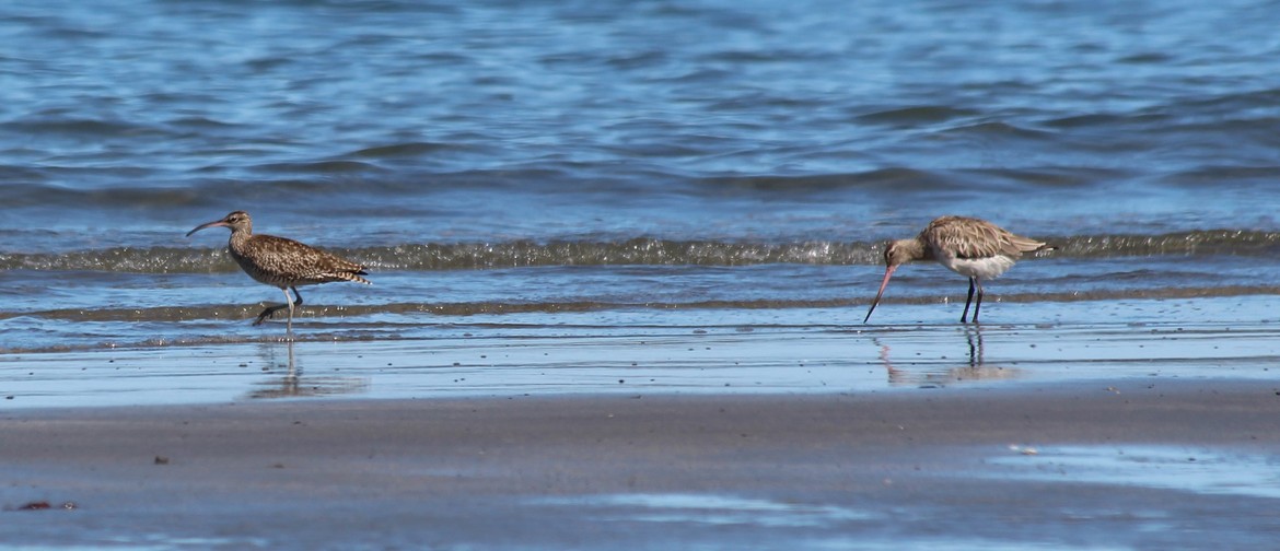 Whimbrel and Godwit at Cape