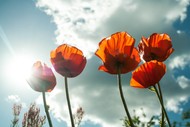 Image for event: Anzac Day Service - Spring Creek