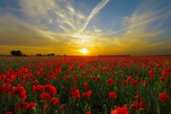 Image for event: Anzac Day Service - Rai Valley
