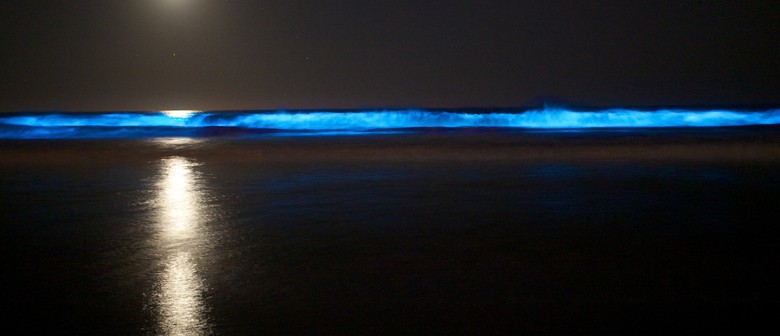 Bioluminescence Kayak Night Tour