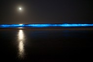 Bioluminescence Kayak Night Tour