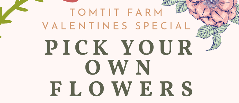 Valentine's Day Special - Pyo Flowers At Tomtit Farm