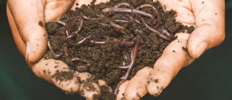 DIY Mini Worm Farms For Kids – Karaka - EcoFest