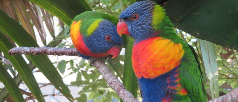 Two lorikeets in the Brooklands Zoo free-flight aviary.