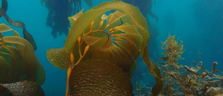 Kelp Needs Help: Restoring the Kelp Forests of North Otago
