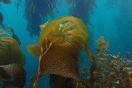 Image for event: Kelp Needs Help: Restoring the Kelp Forests of North Otago