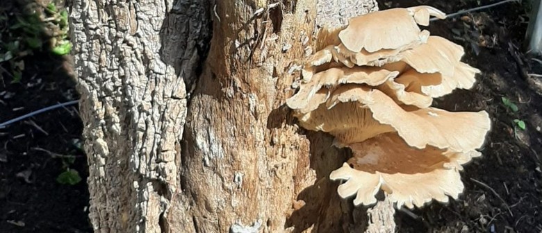Growing Edible Mushrooms on Logs - Ecofest