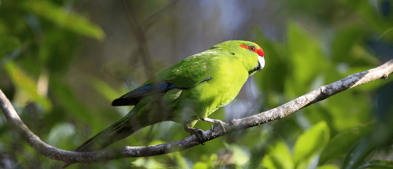 The Birds of Ōtari