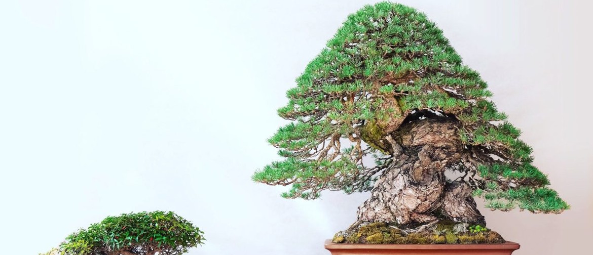 A large pine bonsai tree in a terracotta pot, with a small tree to the left
