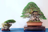 Image for event: New Zealand National Bonsai Exhibition 2024