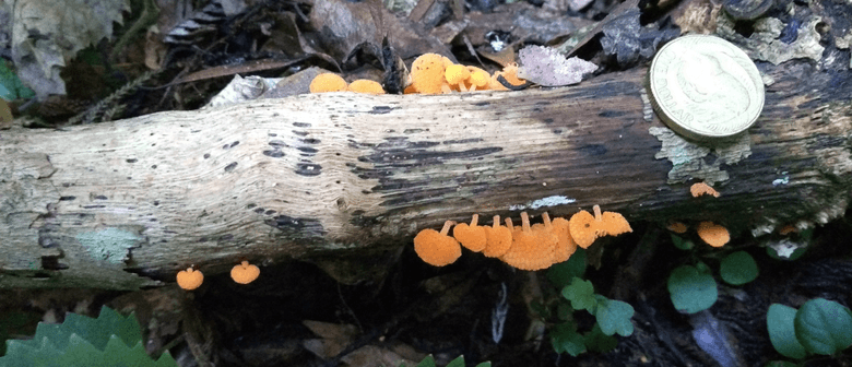The Fungi Kingdom: Introduction and deep dive