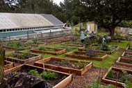 Community Gardens Open Sunday - East Wellington