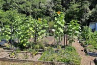 Image for event: Community Gardens Open Sunday - West & North Wellington