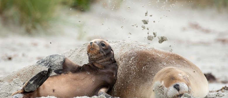 Discover Your Sealions