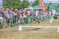 Image for event: Barking Mad - Dogs NZ, Ardmore