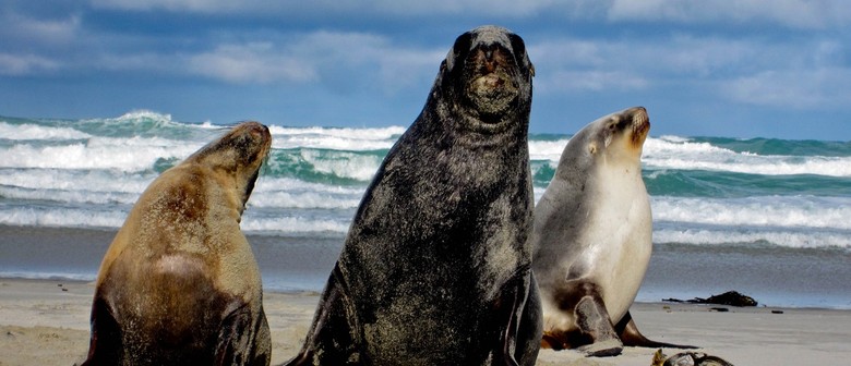 Quiz Night with NZ Sea Lion Trust