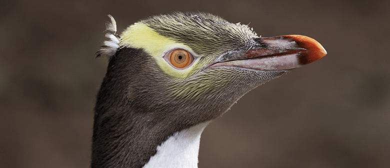 Eyes In the Lives of Penguins
