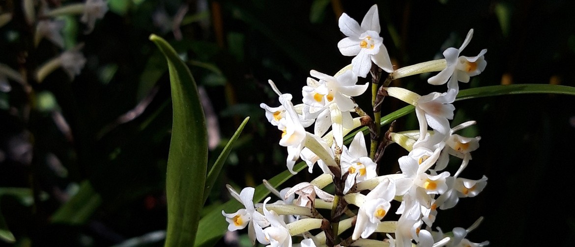 Indigenous plant identification tours Indigenous plant identification tours