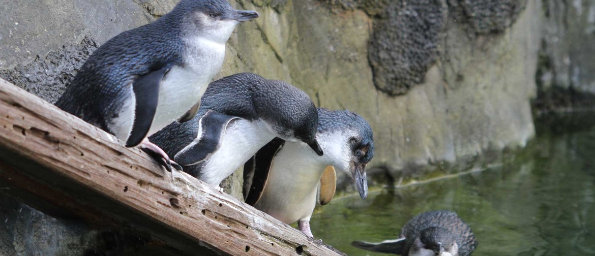 Secrets of The Sea With Auckland Zoo