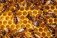 Image for event: Beekeeping - Beginners