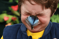 Image for event: School Holiday Fun at Butterfly Creek