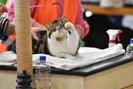 Image for event: Canterbury Allbreeds Cat Club Winter Show