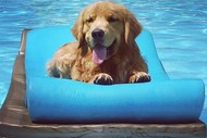 Image for event: Pooches Pool Party