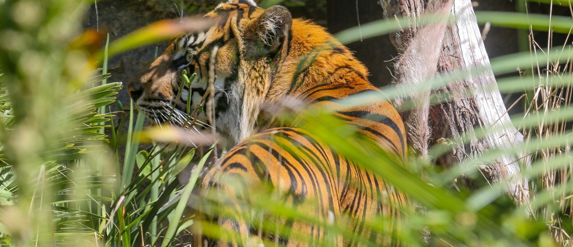 Photo of tiger from behind, looking left, leaves in foreground.