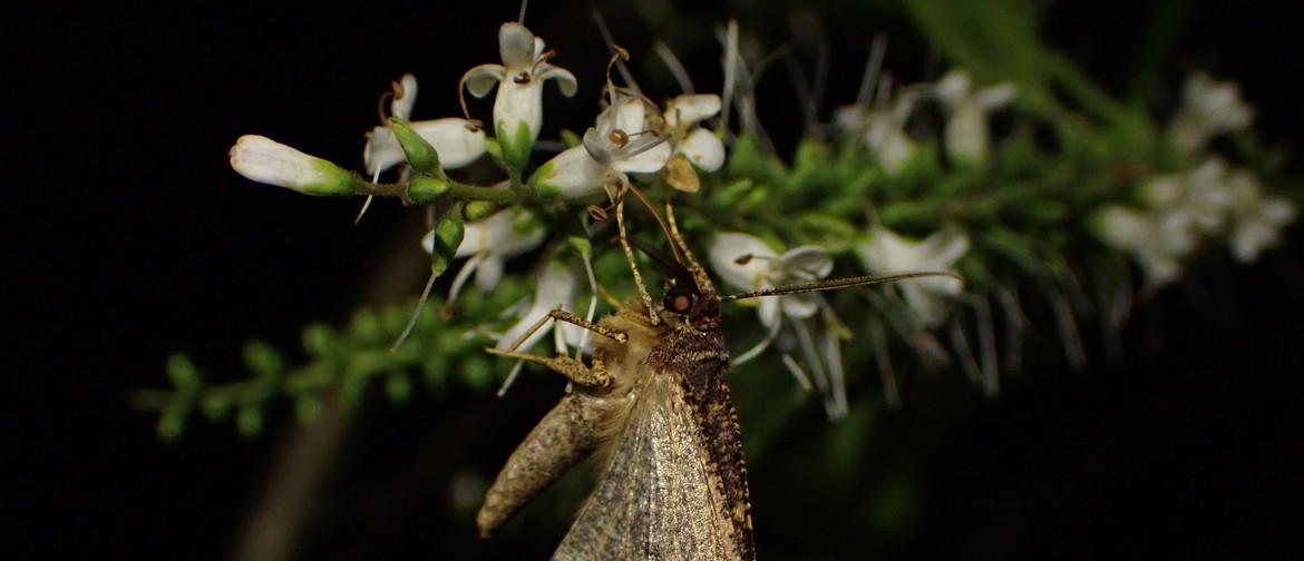 Photo credit - Brown evening moth (Gellonia dejectaria) on a Hebe in the Wairoa District, Hawke's Bay. Captured by Marley Ford for iNaturalist.