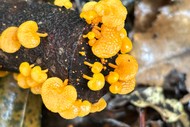 Image for event: City Nature Challenge - Guided Fungi Exploration