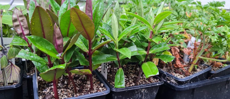 Propagate Plants From Cuttings