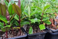 Image for event: Propagate Plants From Cuttings