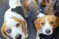 Image for event: Auckland Beagle Club Beagle Walk at Browns Bay Beach
