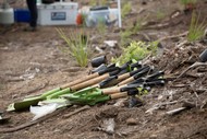 Image for event: Greening Taupo Community Planting