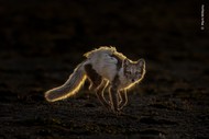 Image for event: Wildlife Photographer of the Year