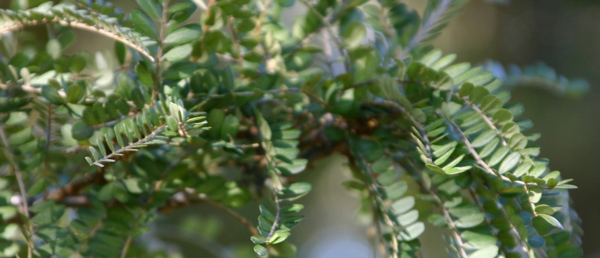 Guided Walk: Ecology Identification Guided Walk: Ecology Identification