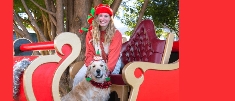 Festival of Christmas: Dogs Day Out
