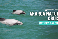 Image for event: Mother’s Day Aboard Akaroa Nature Cruise