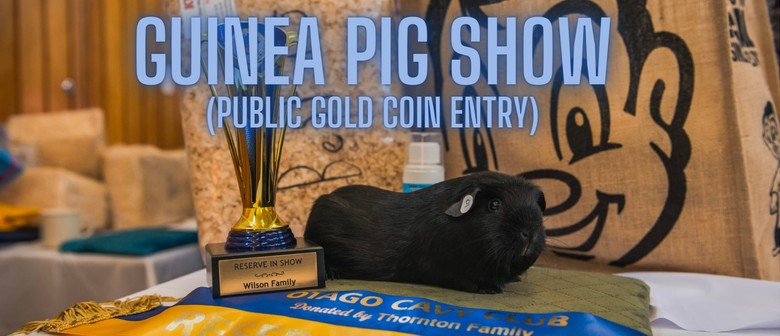 Guinea Pig Show - Dunedin
