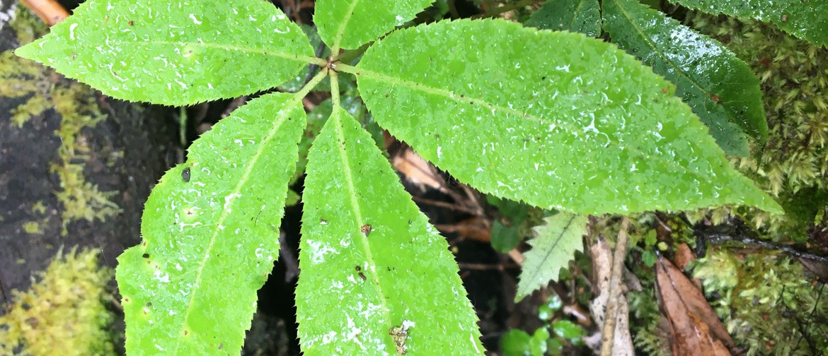 Community Workshop - Native Flora