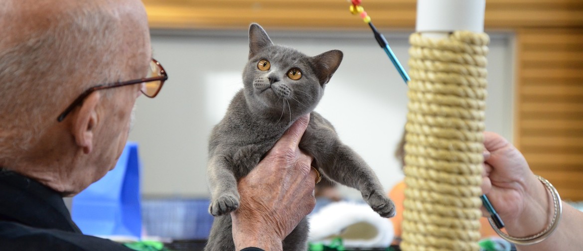 Judge Paul Henry with a Burmese Cat