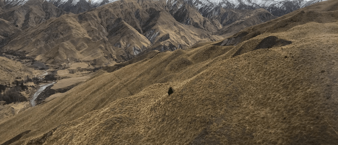 A lone wilding pine in a mountain landscape - is where it can all start.